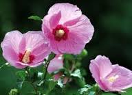 Hatmi Çiçeği Çayı “Yelleri dağıtma, göğsü yumuşatma”