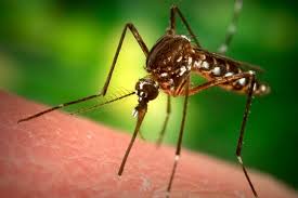 Sivrisineklere karşı doğal çözüm